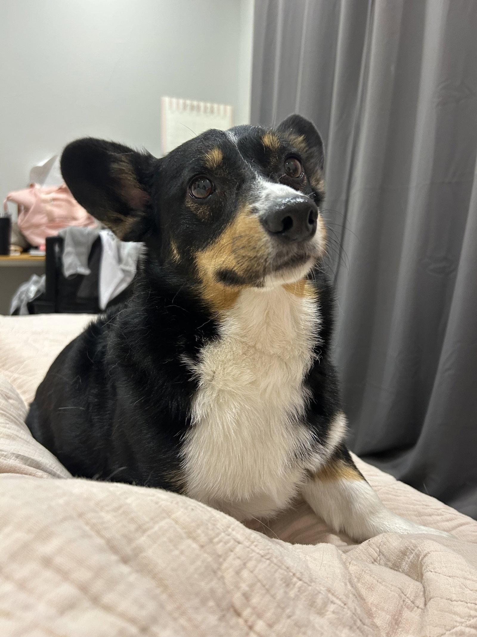 Yugi, Adopted, Young Male Corgi.