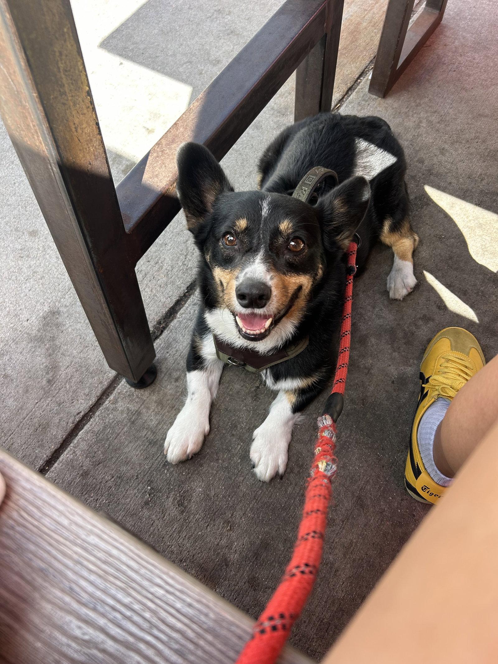 Enlarge Yugi, a Adopted Corgi in Denver, CO image 3/3