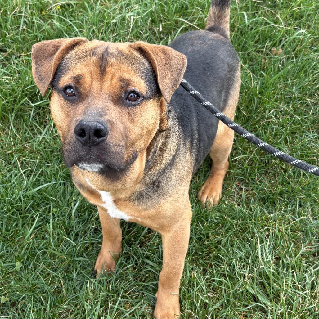 Darrell, Adoptable, Adult Male Mixed Breed & Mixed Breed.