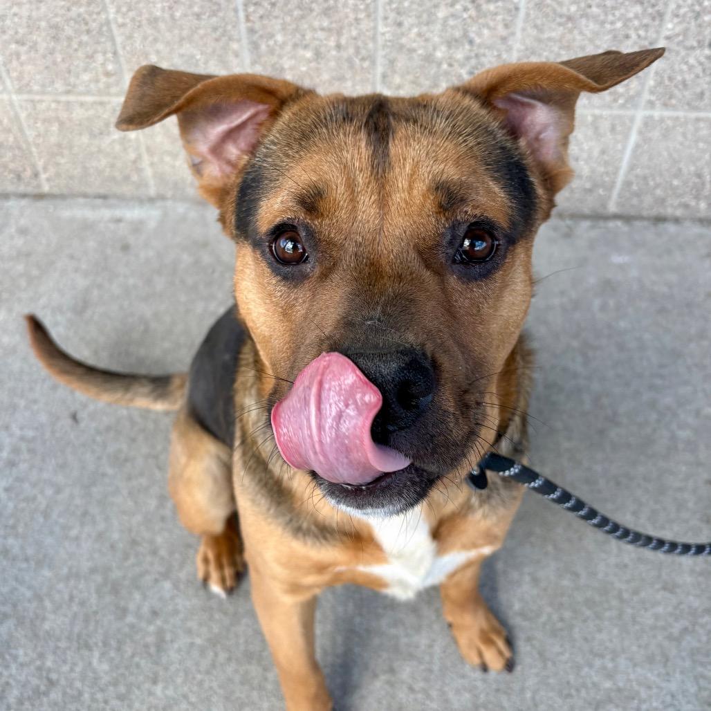 Enlarge Darrell, a Adoptable mixed breed in St Joseph, MO image 2/5