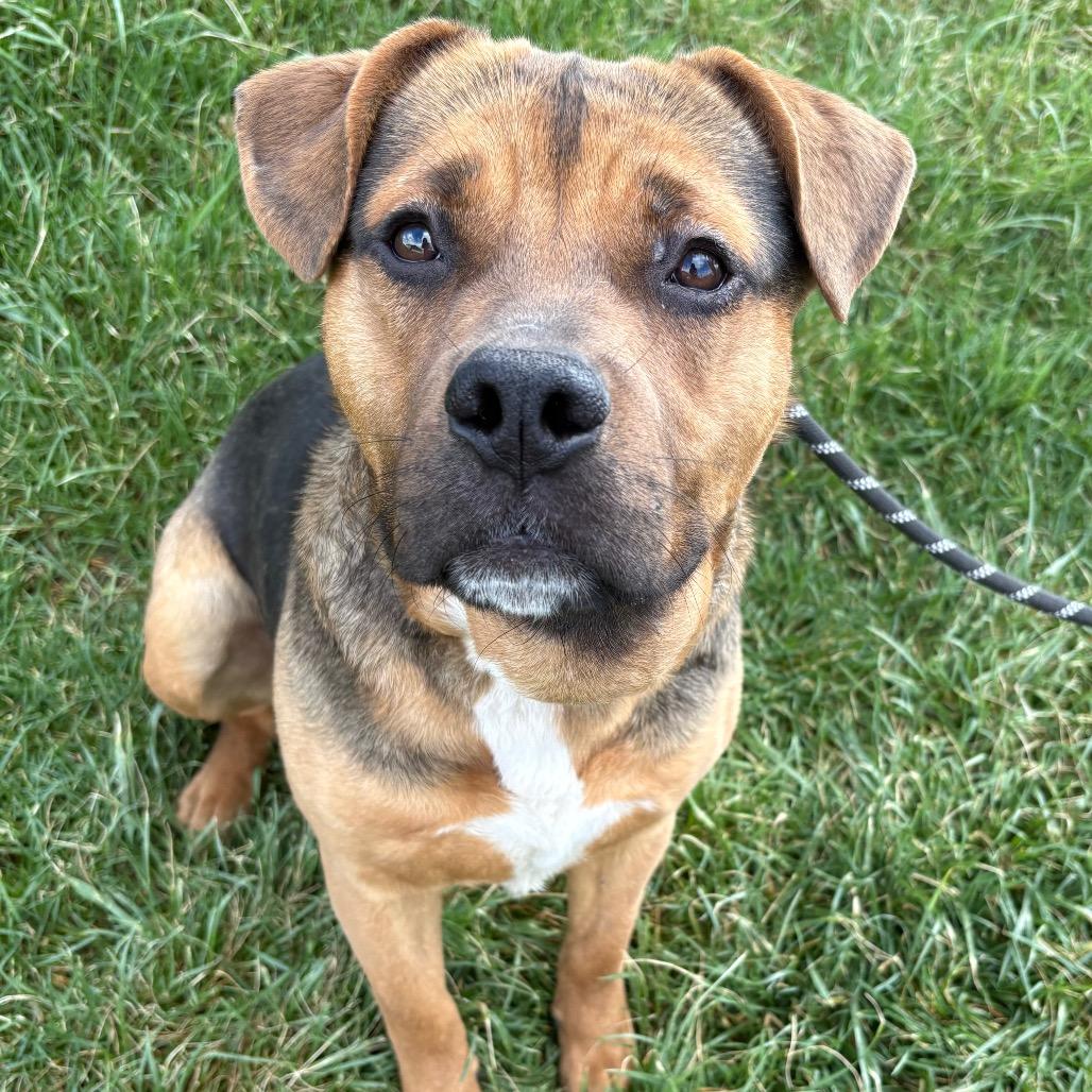 Enlarge Darrell, a Adoptable mixed breed in St Joseph, MO image 3/5