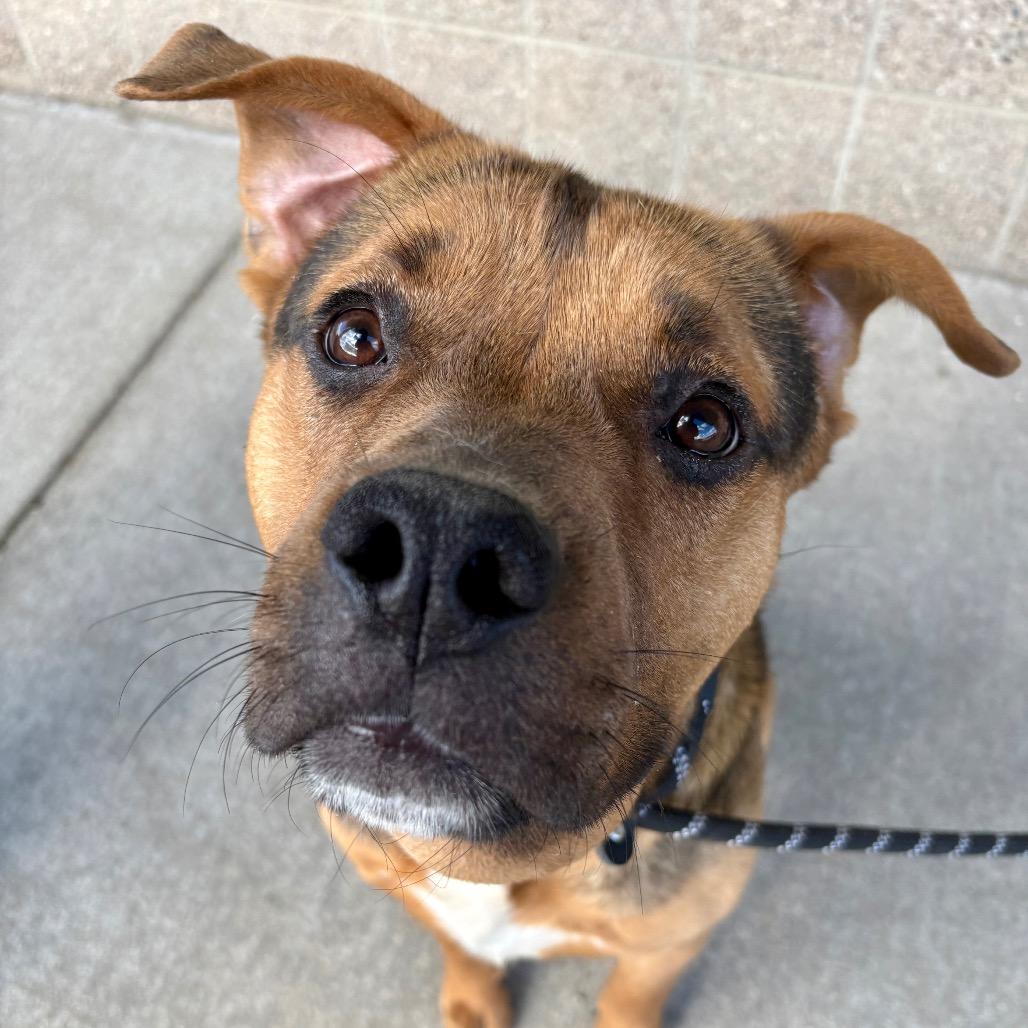 Enlarge Darrell, a Adoptable mixed breed in St Joseph, MO image 4/5