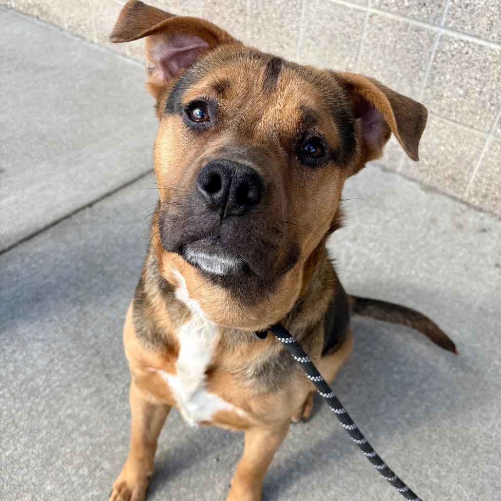 Enlarge Darrell, a Adoptable mixed breed in St Joseph, MO image 5/5