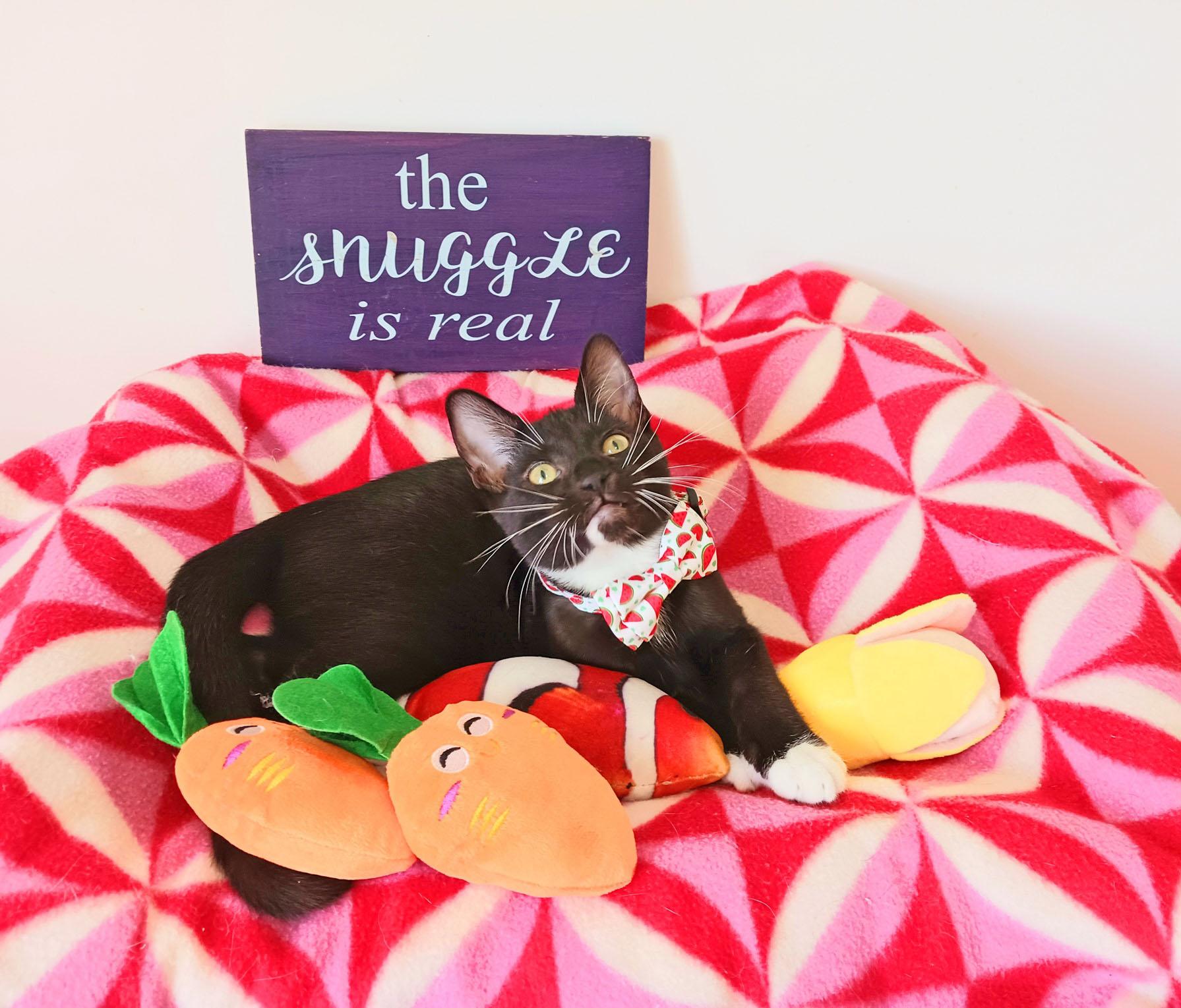 Enlarge Lord Theodore Purrington, an adopted Tuxedo in Mesa, AZ image 1/4