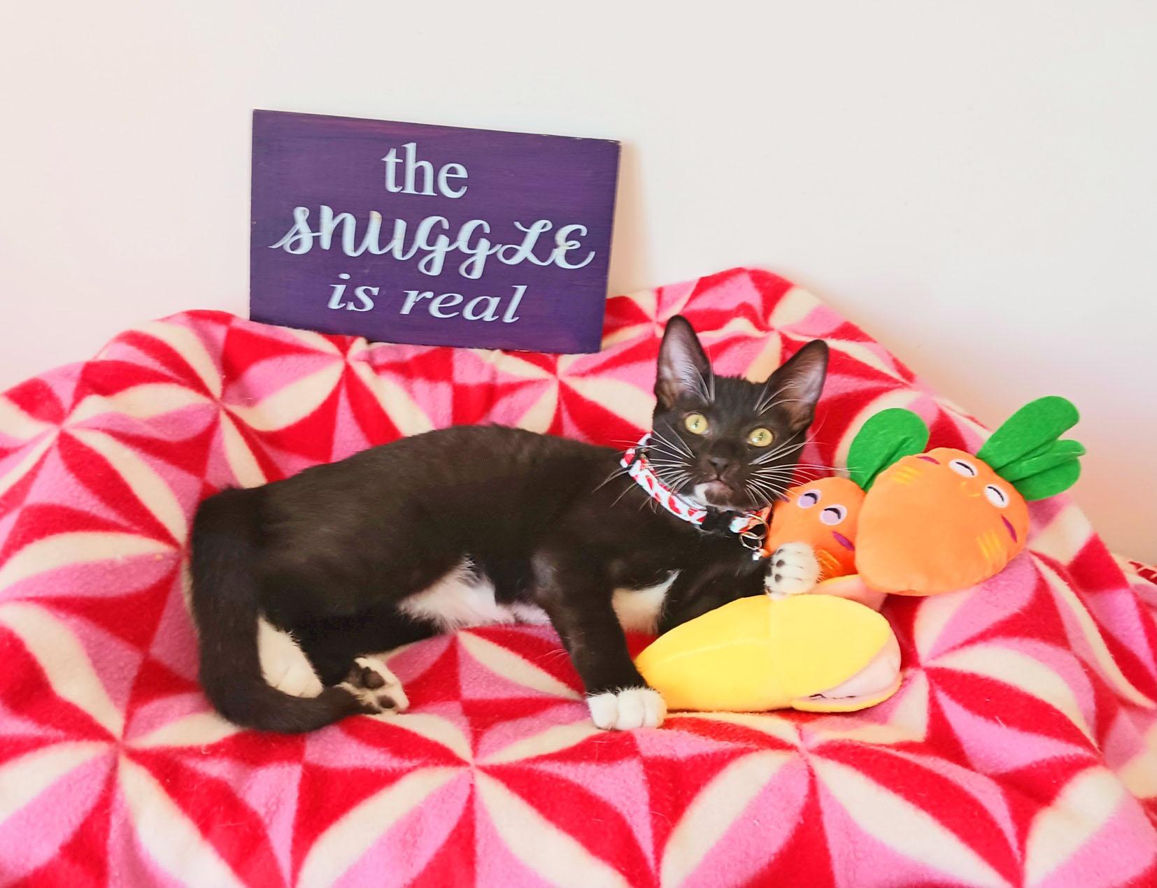 Enlarge Lord Theodore Purrington, an adopted Tuxedo in Mesa, AZ image 2/4