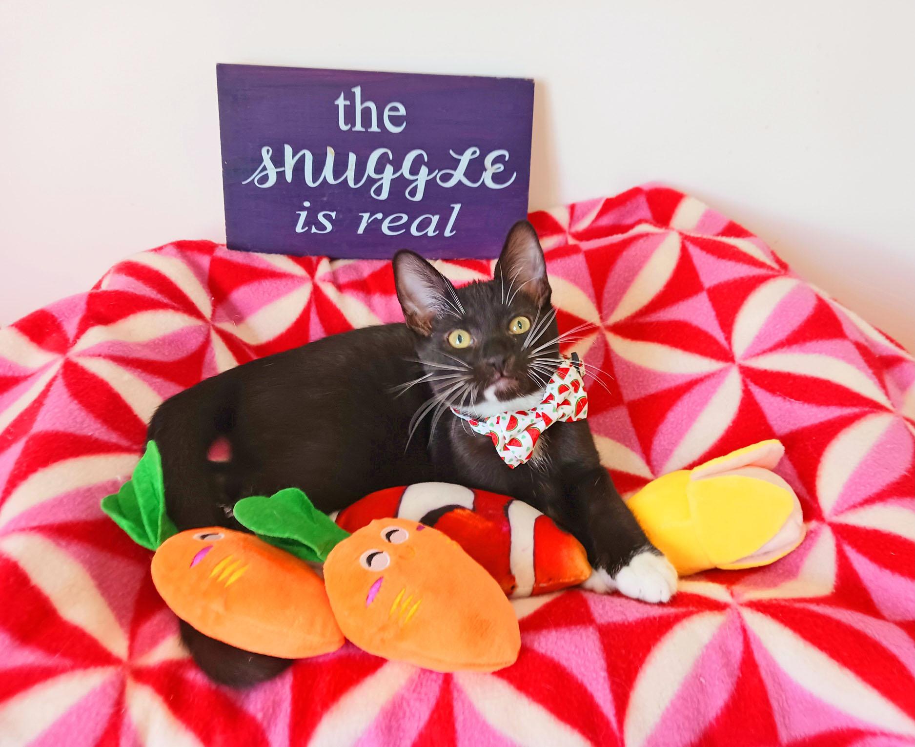 Enlarge Lord Theodore Purrington, an adopted Tuxedo in Mesa, AZ image 3/4