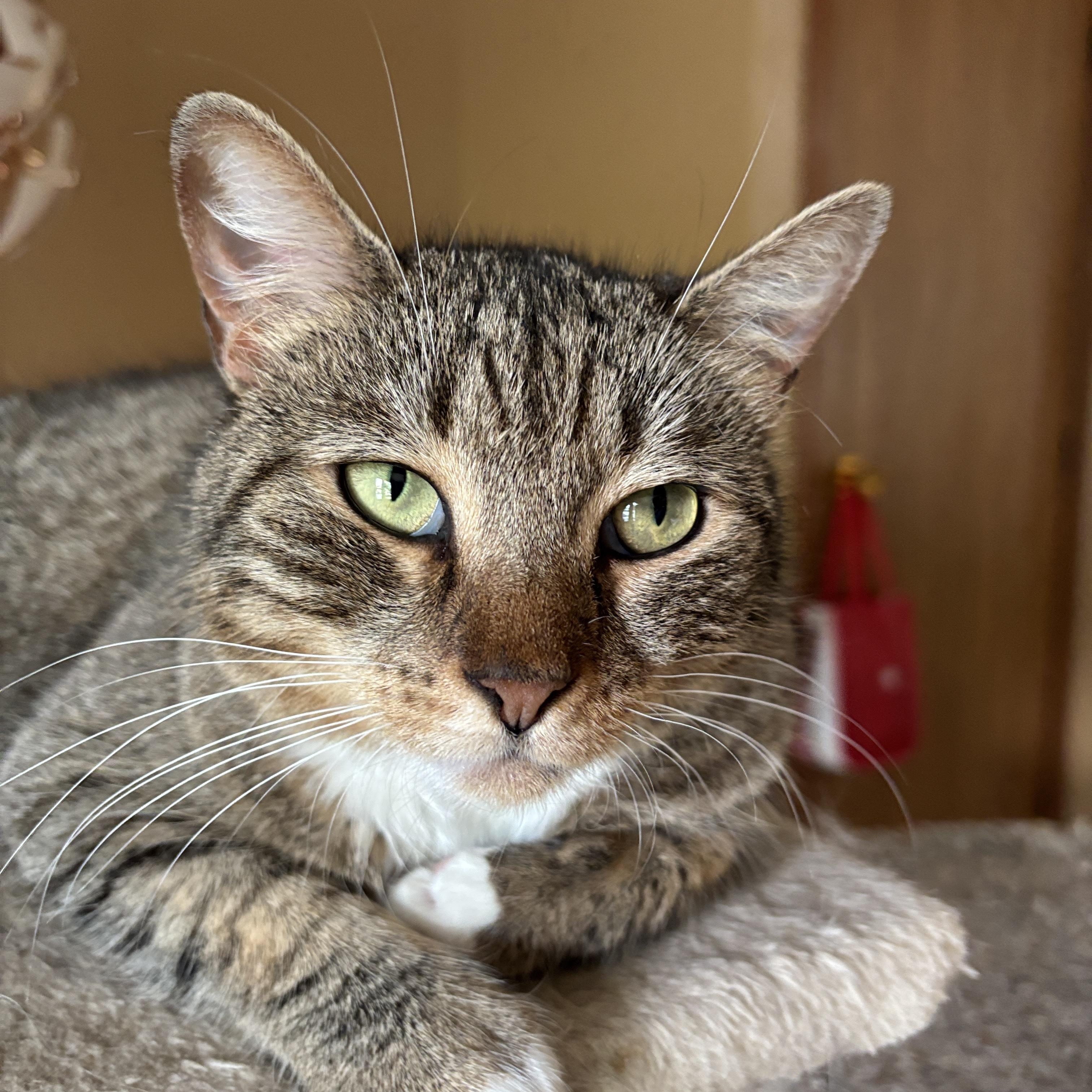 Kitana, an adopted Domestic Short Hair in Cambridge, MA image 2/4