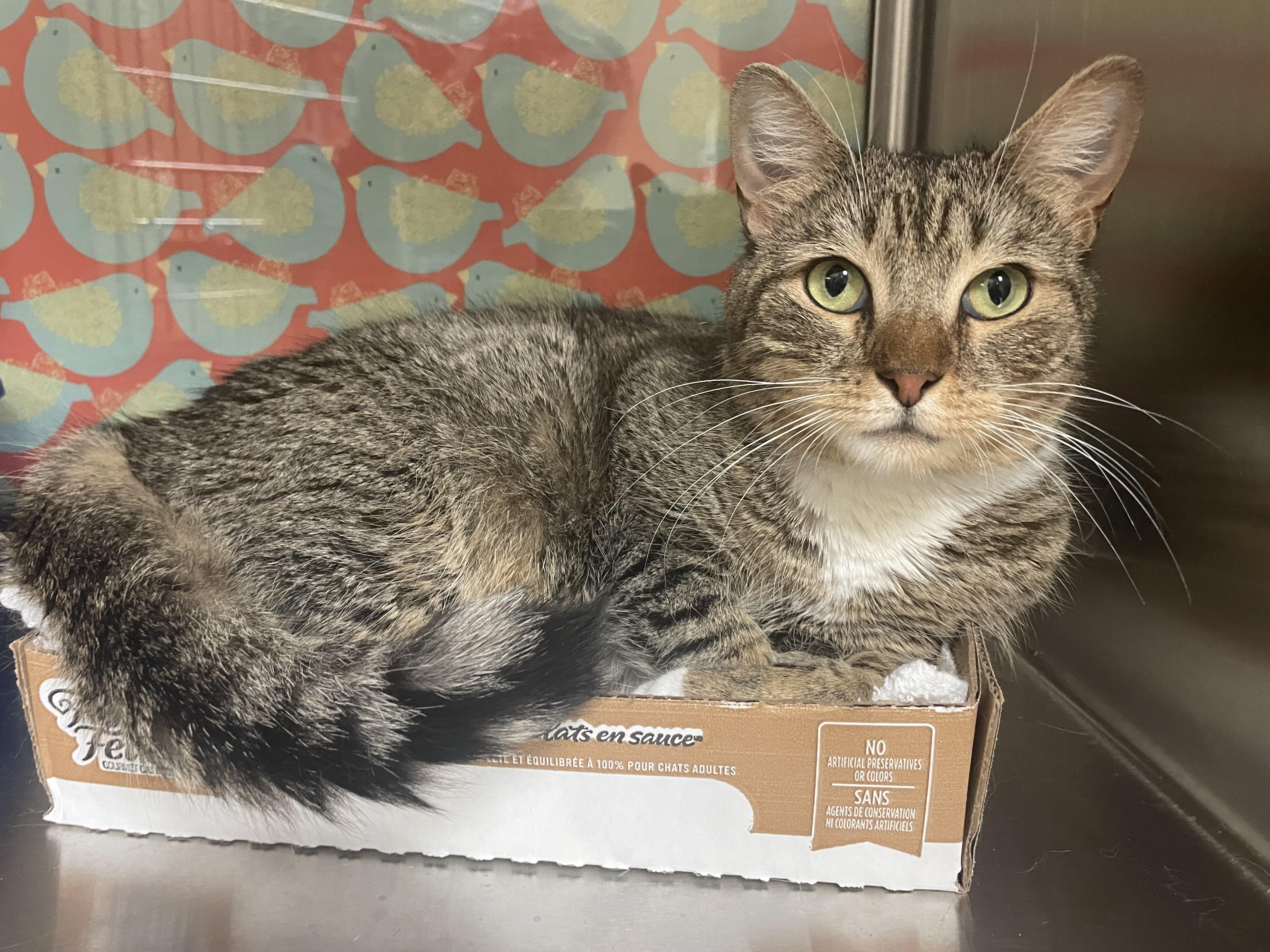 Kitana, an adopted Domestic Short Hair in Cambridge, MA image 3/4