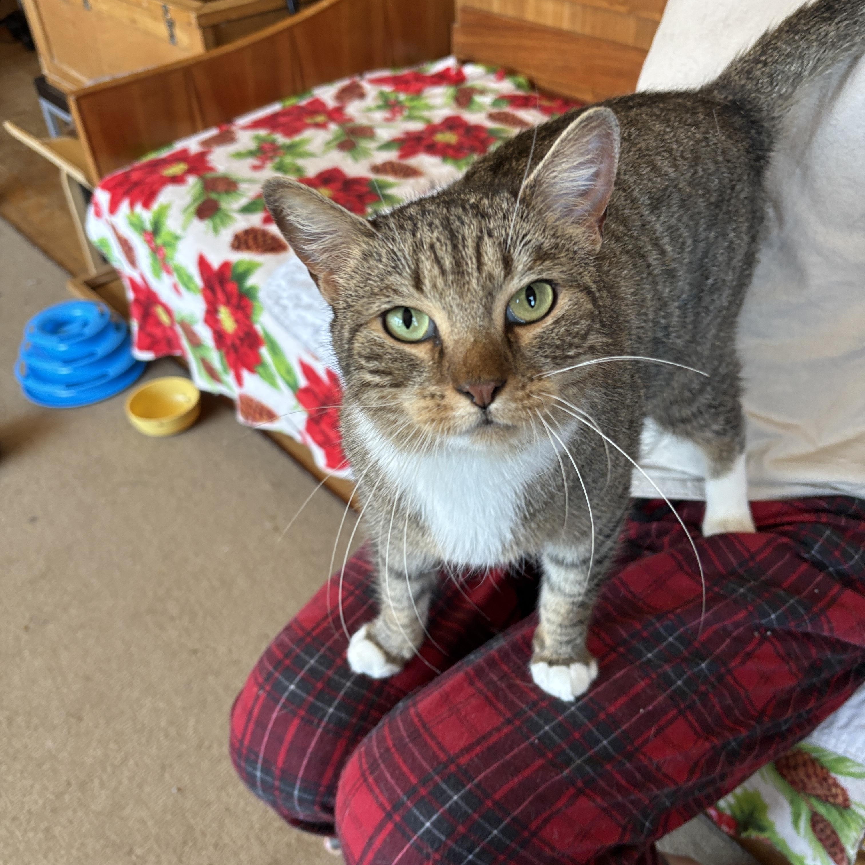 Kitana, an adopted Domestic Short Hair in Cambridge, MA image 4/4