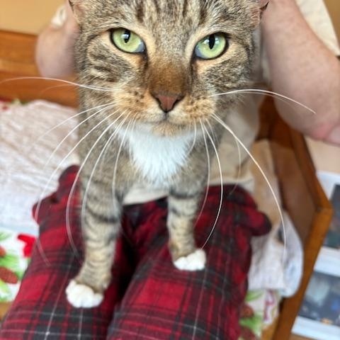 Kitana, adopted, Adult Female Domestic Short Hair.