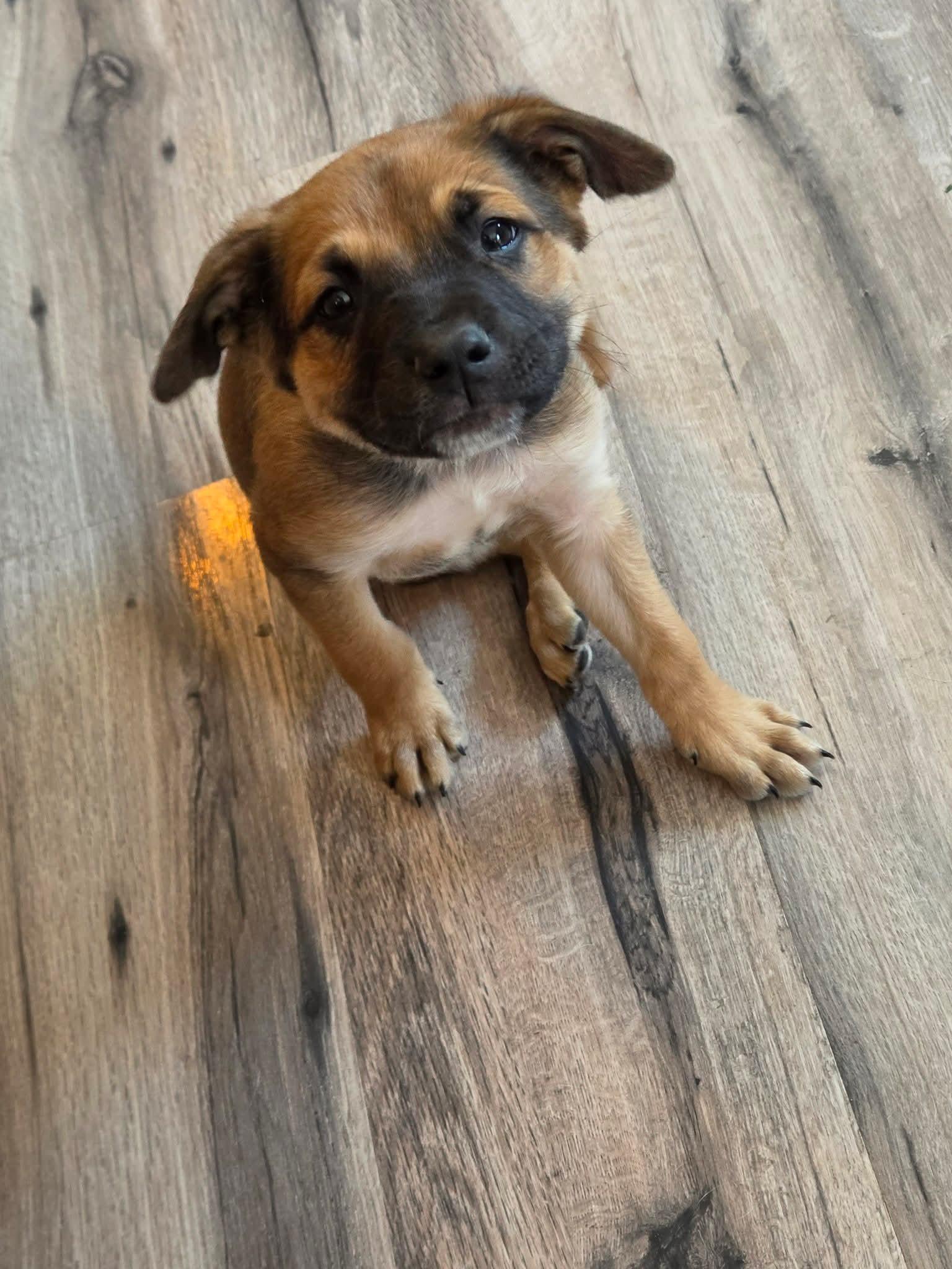 Poppi Pasqua (6wo, 10lbs), Adoptable, Puppy Male German Shepherd Dog & Hound.