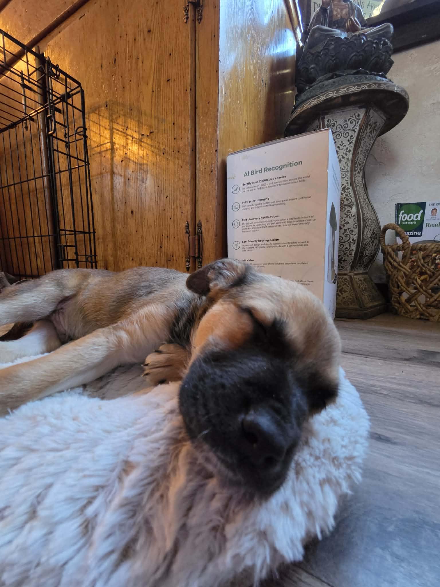 Enlarge Poppi Pasqua (6wo, 10lbs), a Adoptable mixed breed in Hinton, WV image 2/3