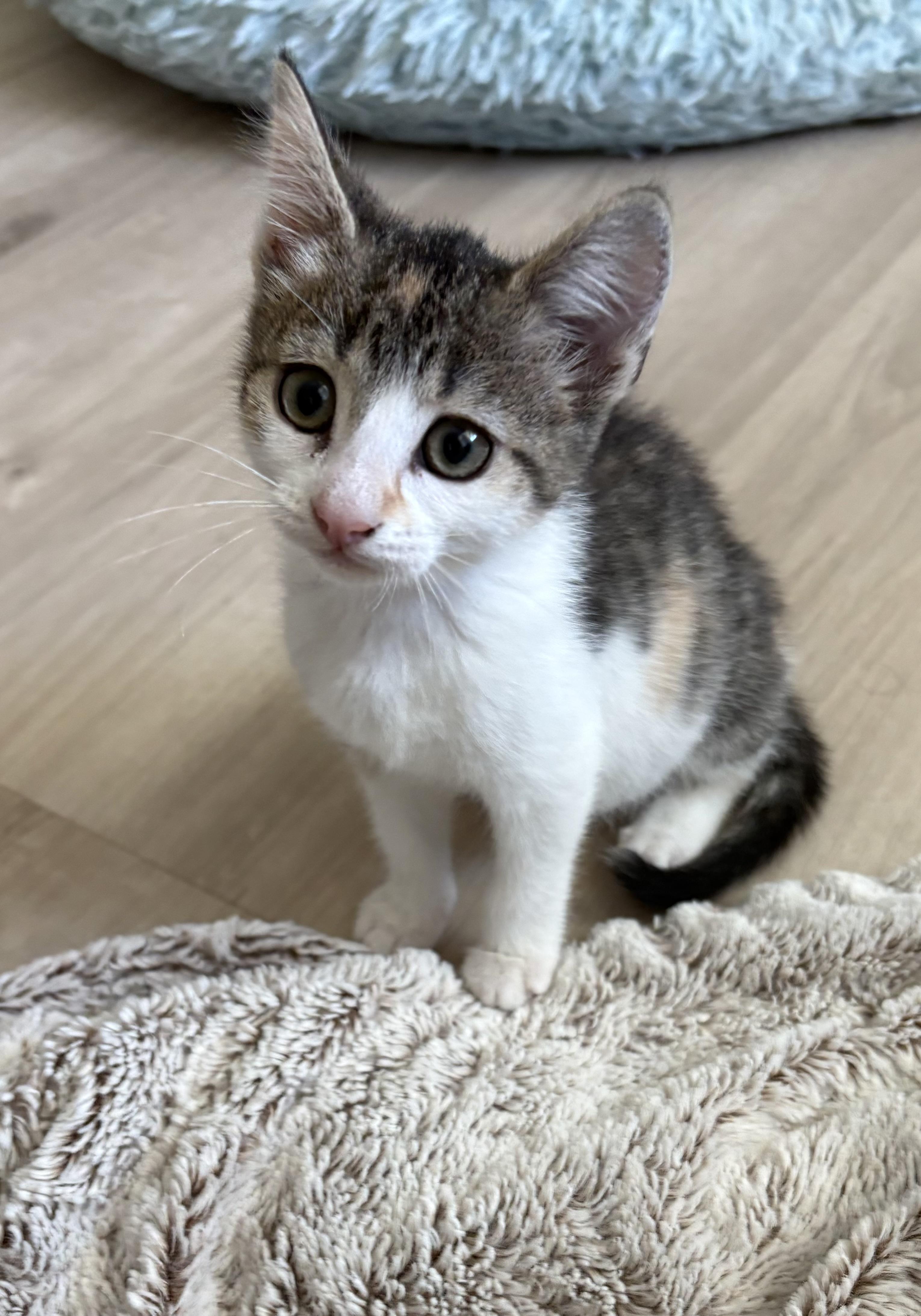 Cap, Adopted, Kitten Female Domestic Short Hair.