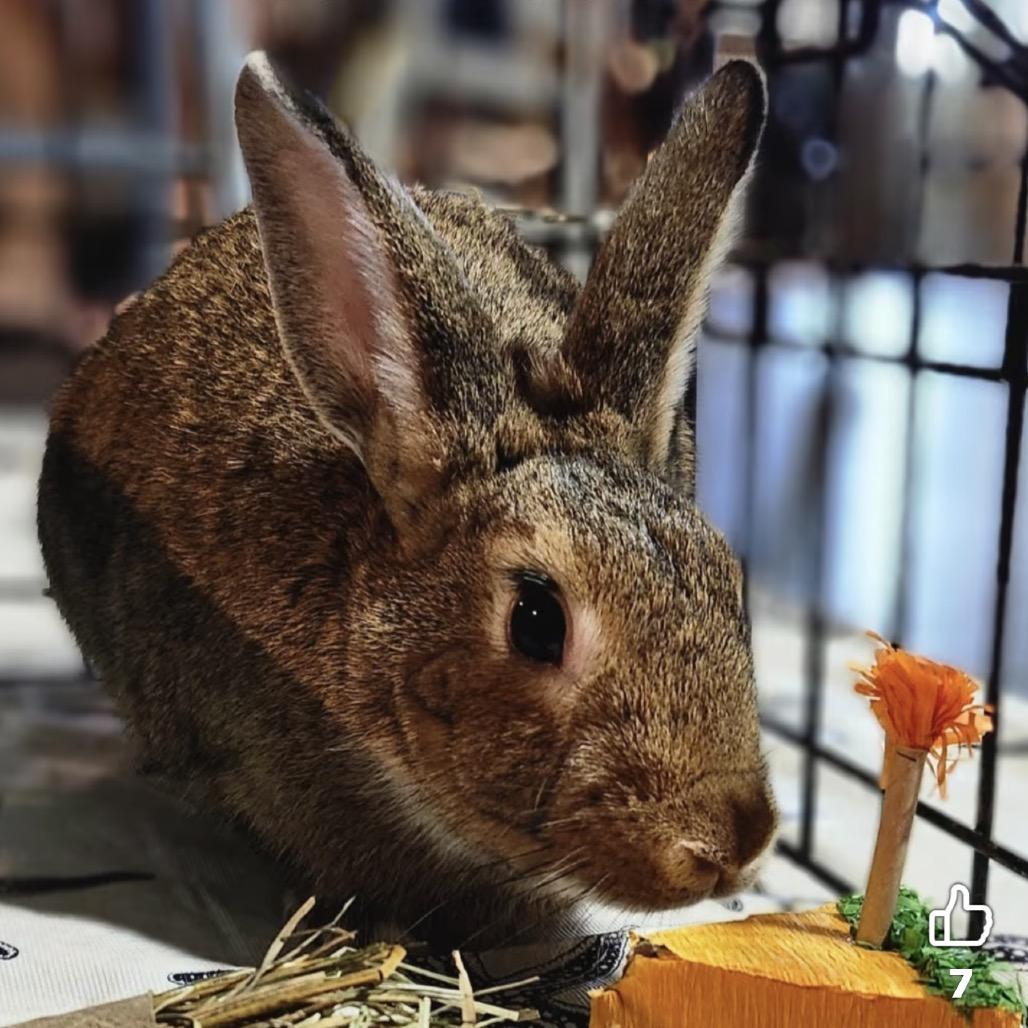 Enlarge Sprout, a Adoptable Dutch in Baltimore, MD image 1/6