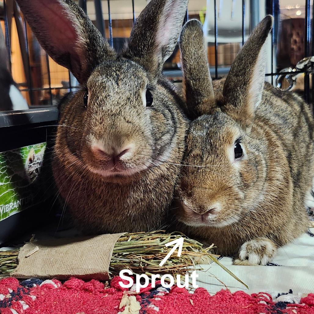 Sprout, a Adoptable Dutch in Baltimore, MD image 1/6