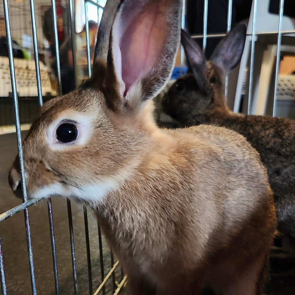 Enlarge Sprout, a Adoptable Dutch in Baltimore, MD image 2/6