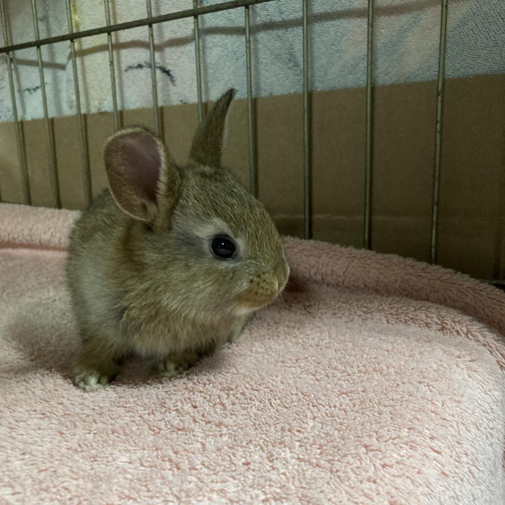 Sprout, a Adoptable Dutch in Baltimore, MD image 2/6