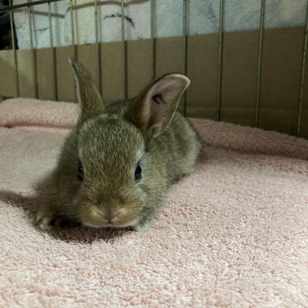 Sprout, a Adoptable Dutch in Baltimore, MD image 3/6