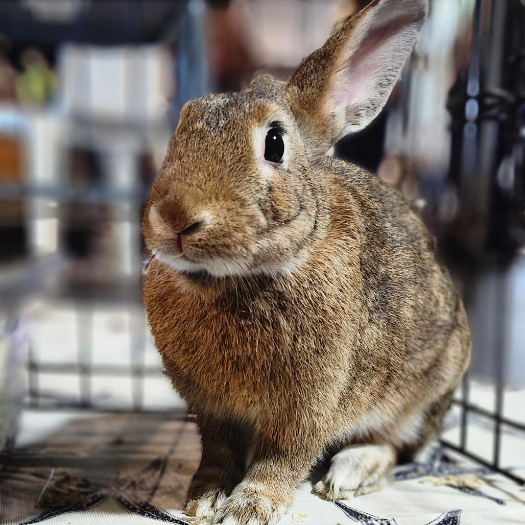 Enlarge Sprout, a Adoptable Dutch in Baltimore, MD image 6/6