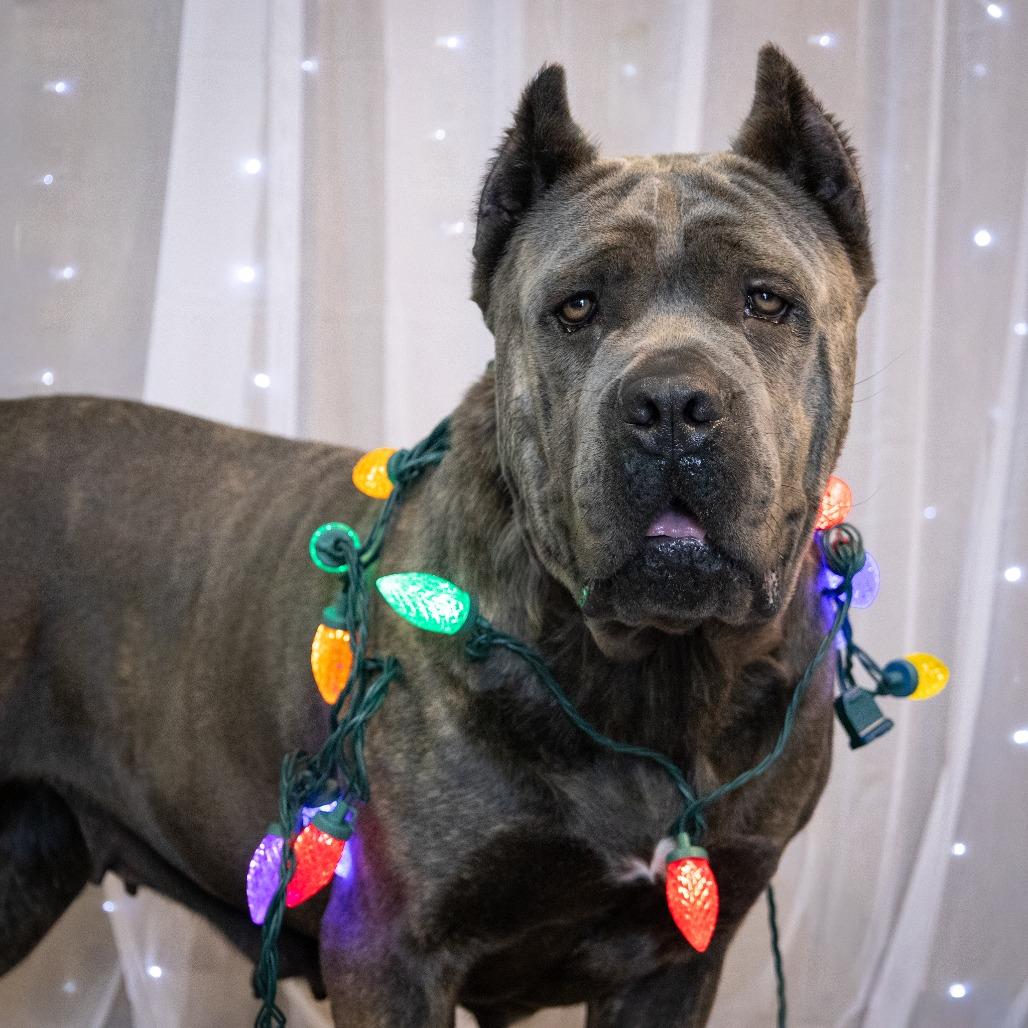 Nala, Adoptable, Adult Female Cane Corso.