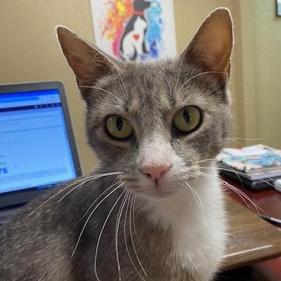 Enlarge Madonna, a Adoptable Domestic Short Hair in Duncan, OK image 1/2