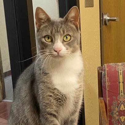 Enlarge Madonna, a Adoptable Domestic Short Hair in Duncan, OK image 2/2