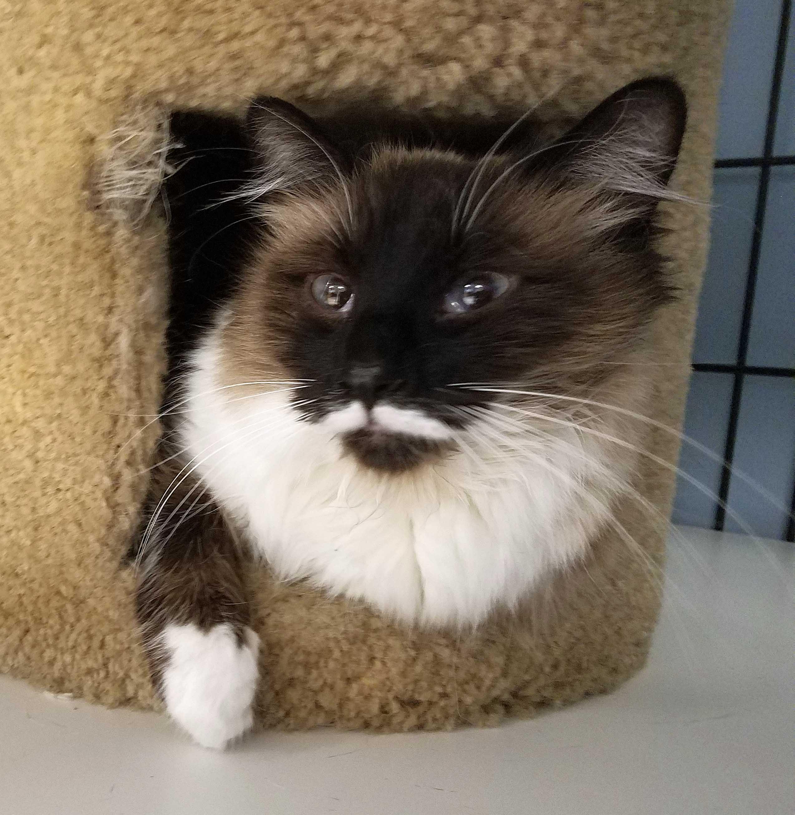Toffee, an adoptable mixed breed in Spokane, WA image 1/3