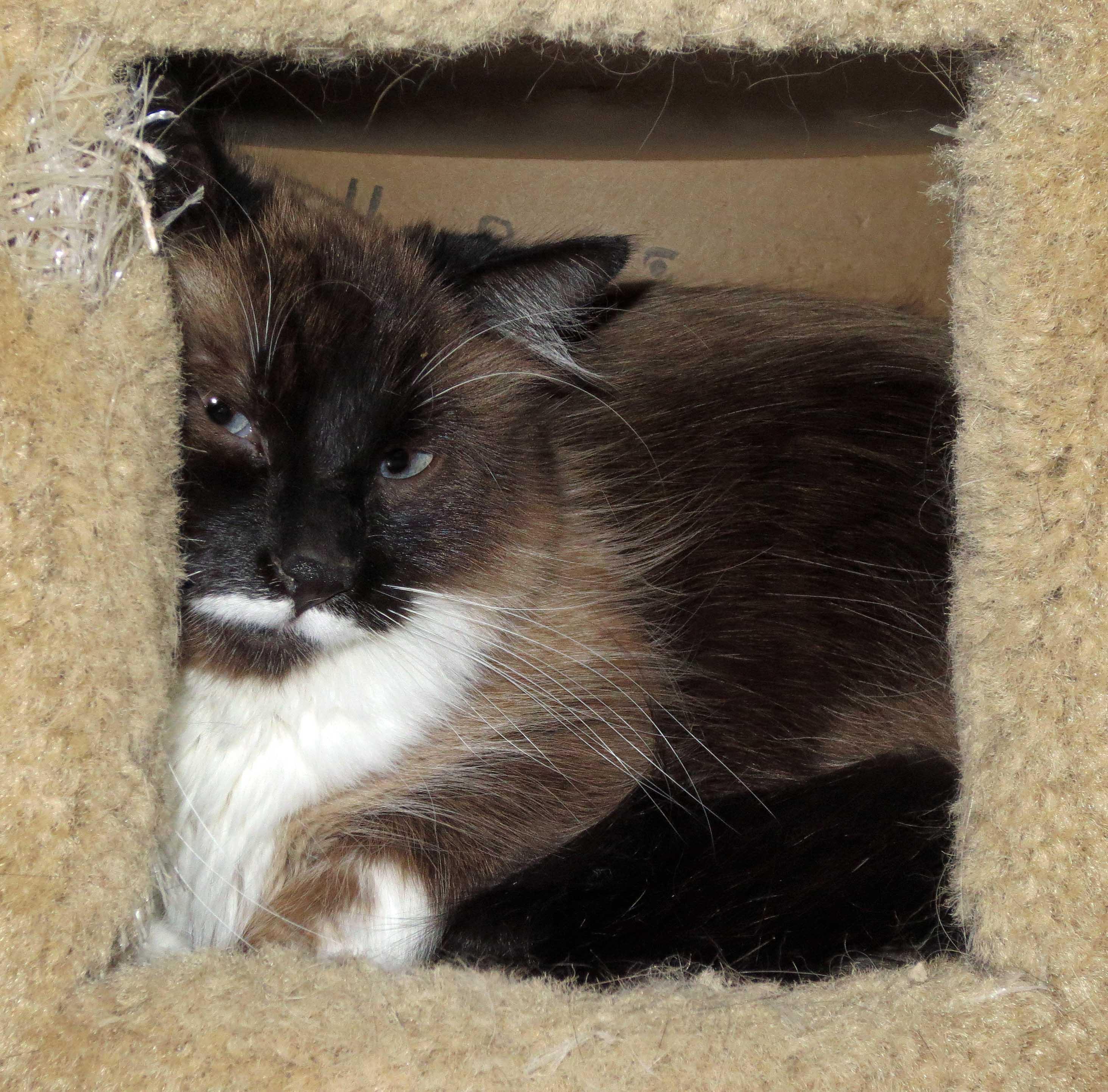 Toffee, an adoptable mixed breed in Spokane, WA image 2/3