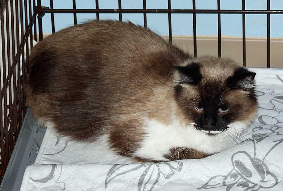 Toffee, an adoptable mixed breed in Spokane, WA image 3/3