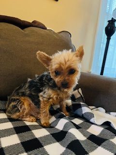 Enlarge Pixie, a Adopted Yorkshire Terrier in Westbrook, ME image 1/6