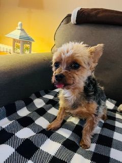 Enlarge Pixie, a Adopted Yorkshire Terrier in Westbrook, ME image 2/6