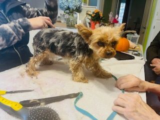 Enlarge Pixie, a Adopted Yorkshire Terrier in Westbrook, ME image 3/6