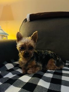 Enlarge Pixie, a Adopted Yorkshire Terrier in Westbrook, ME image 4/6