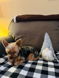 Enlarge Pixie, a Adopted Yorkshire Terrier in Westbrook, ME image 5/6