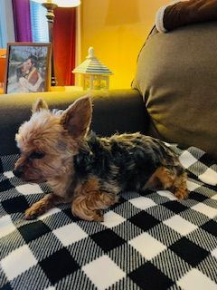 Enlarge Pixie, a Adopted Yorkshire Terrier in Westbrook, ME image 6/6