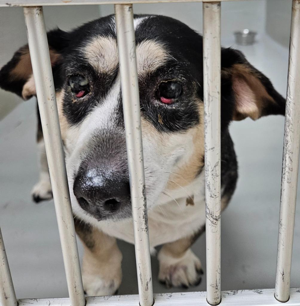 Luna, Adoptable, Adult Female Chihuahua.