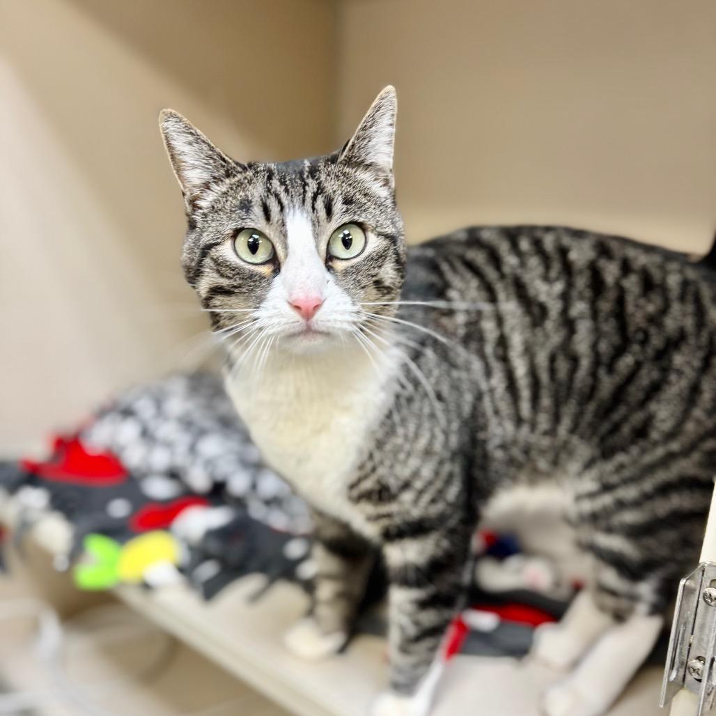 Meme, Adoptable, Adult Female Domestic Short Hair.