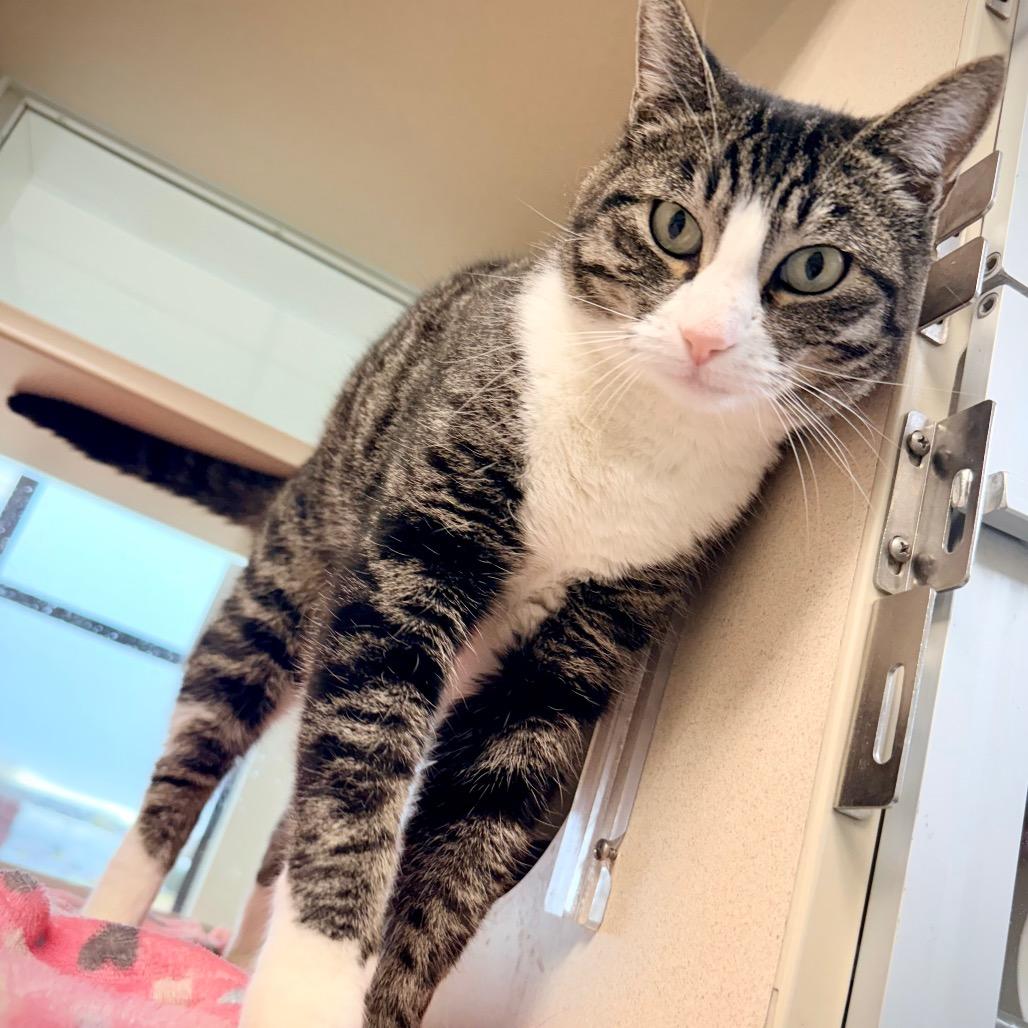 Enlarge Meme, a Adoptable Domestic Short Hair in Great Falls, MT image 2/3