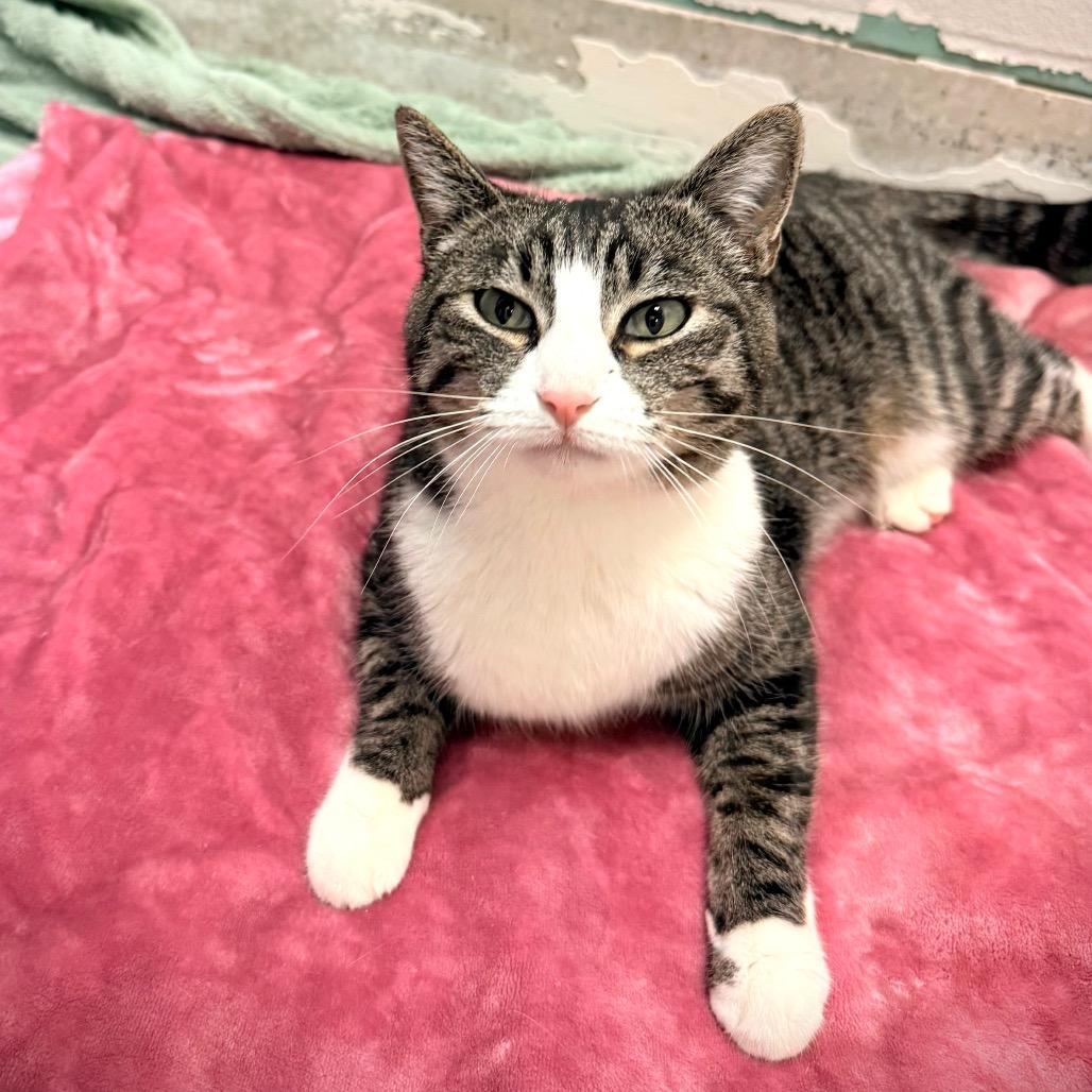 Enlarge Meme, a Adoptable Domestic Short Hair in Great Falls, MT image 3/3