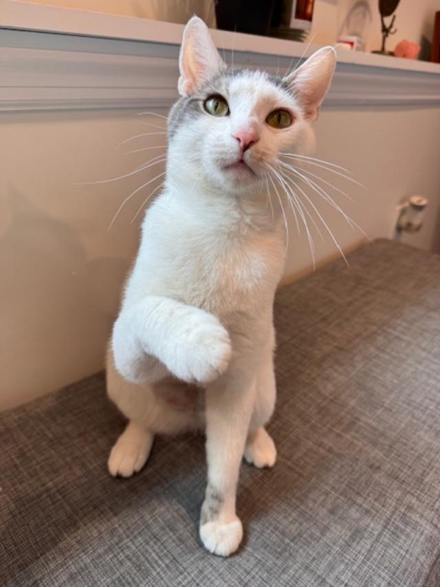 Marsha, a Adoptable Domestic Short Hair in Wayne, NJ image 1/3