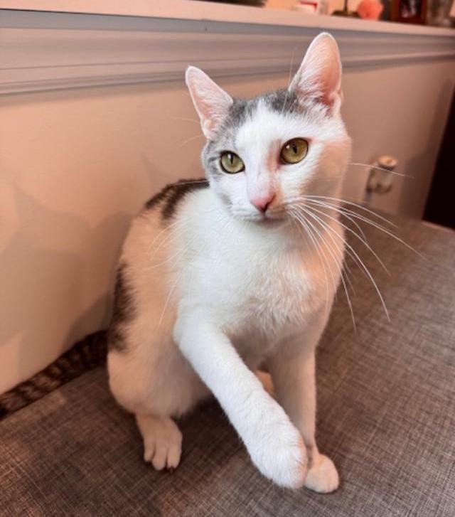 Marsha, a Adoptable Domestic Short Hair in Wayne, NJ image 2/3