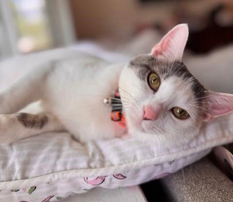 Marsha, a Adoptable Domestic Short Hair in Wayne, NJ image 3/3