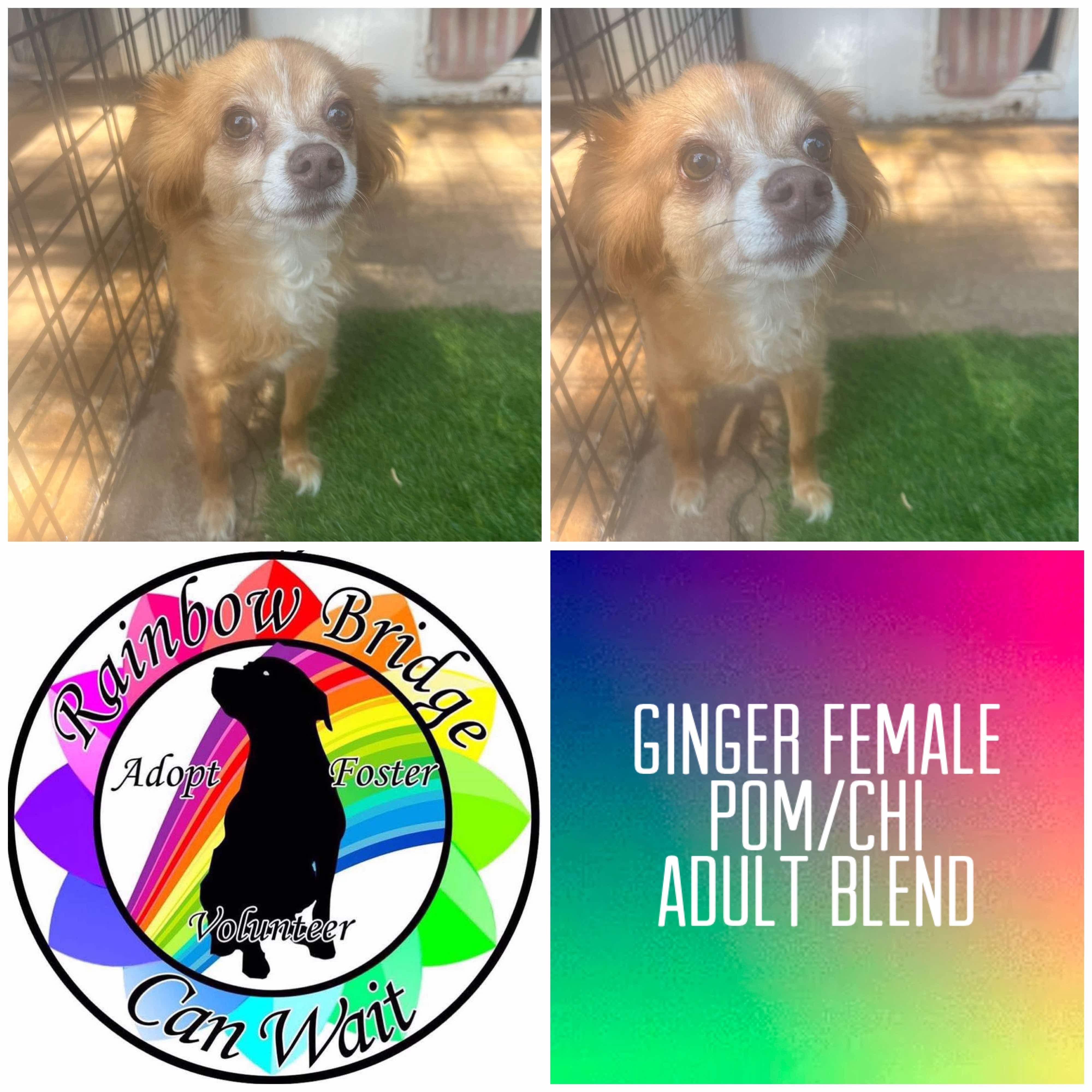 Ginger, Adoptable, Adult Female Chihuahua.