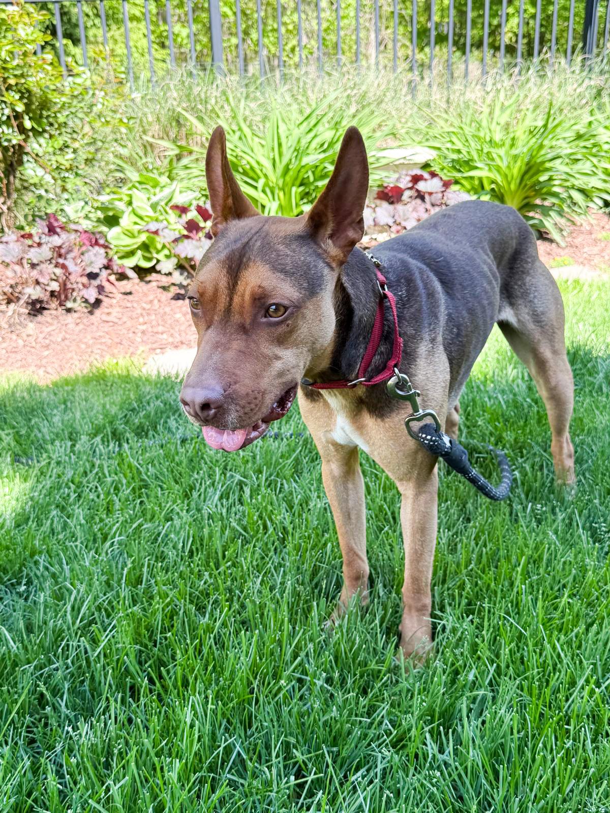 Buddy, Young Male unknown