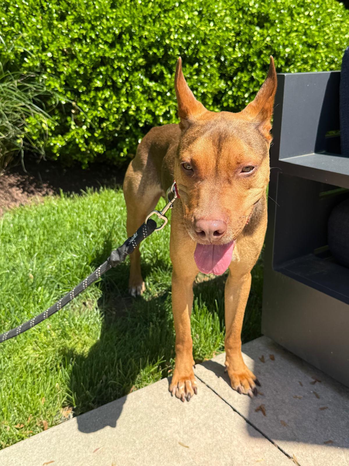 Buddy photo 4