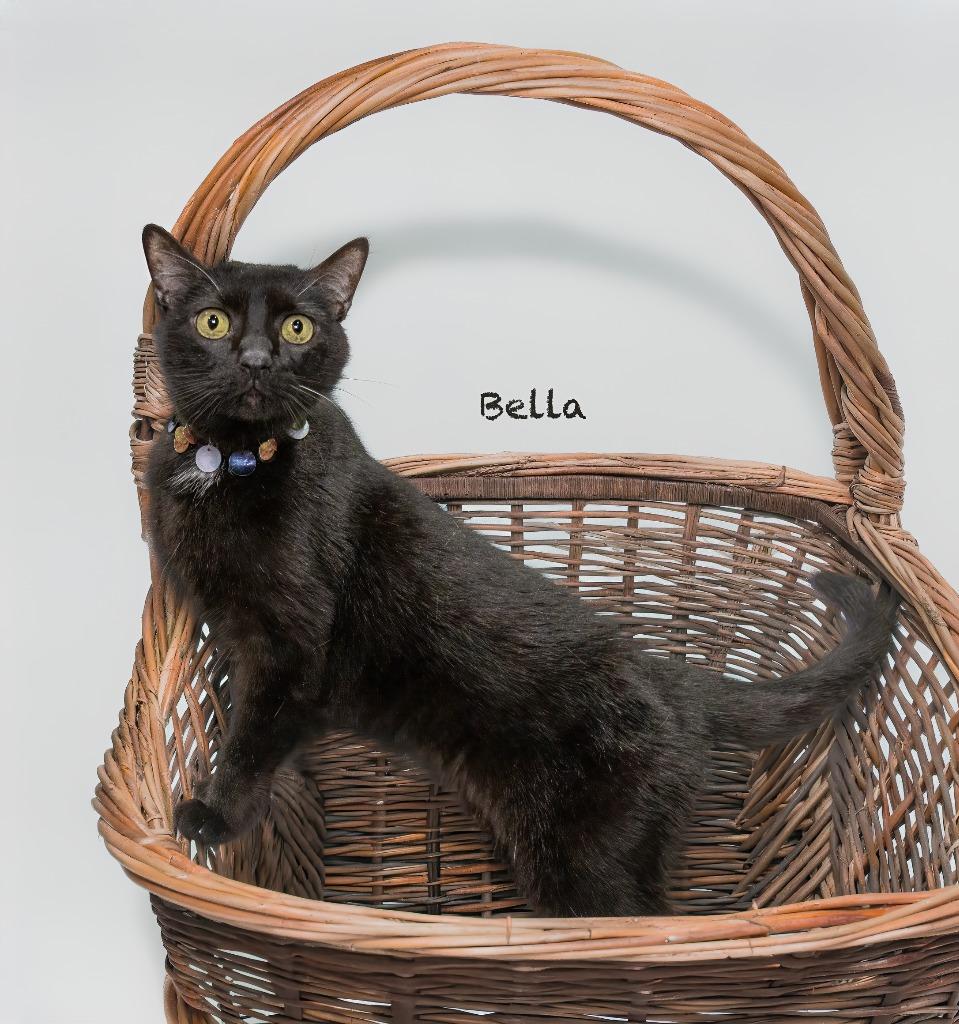 Bella, Adoptable, Senior Female Domestic Short Hair.