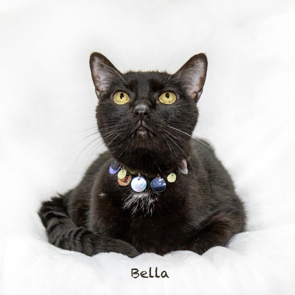 Enlarge Bella, a Adoptable mixed breed in Hot Springs Village, AR image 2/3