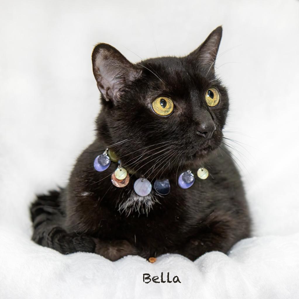 Enlarge Bella, a Adoptable mixed breed in Hot Springs Village, AR image 3/3
