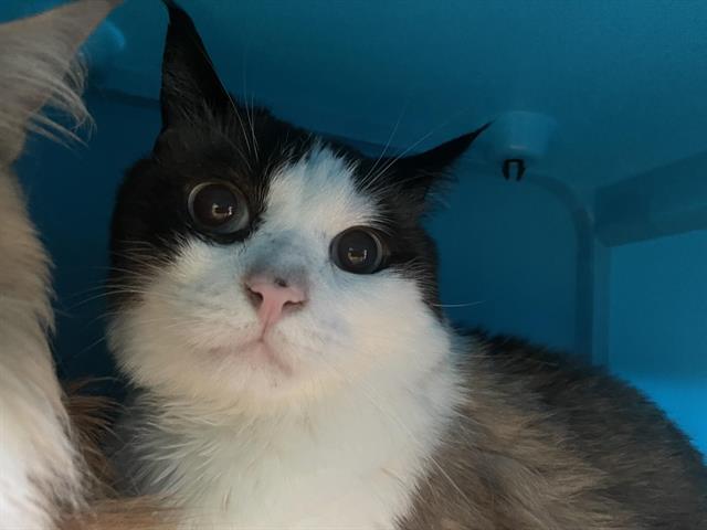 Enlarge BIG BOY, a Adoptable Domestic Medium Hair in Auburn, CA image 1/1
