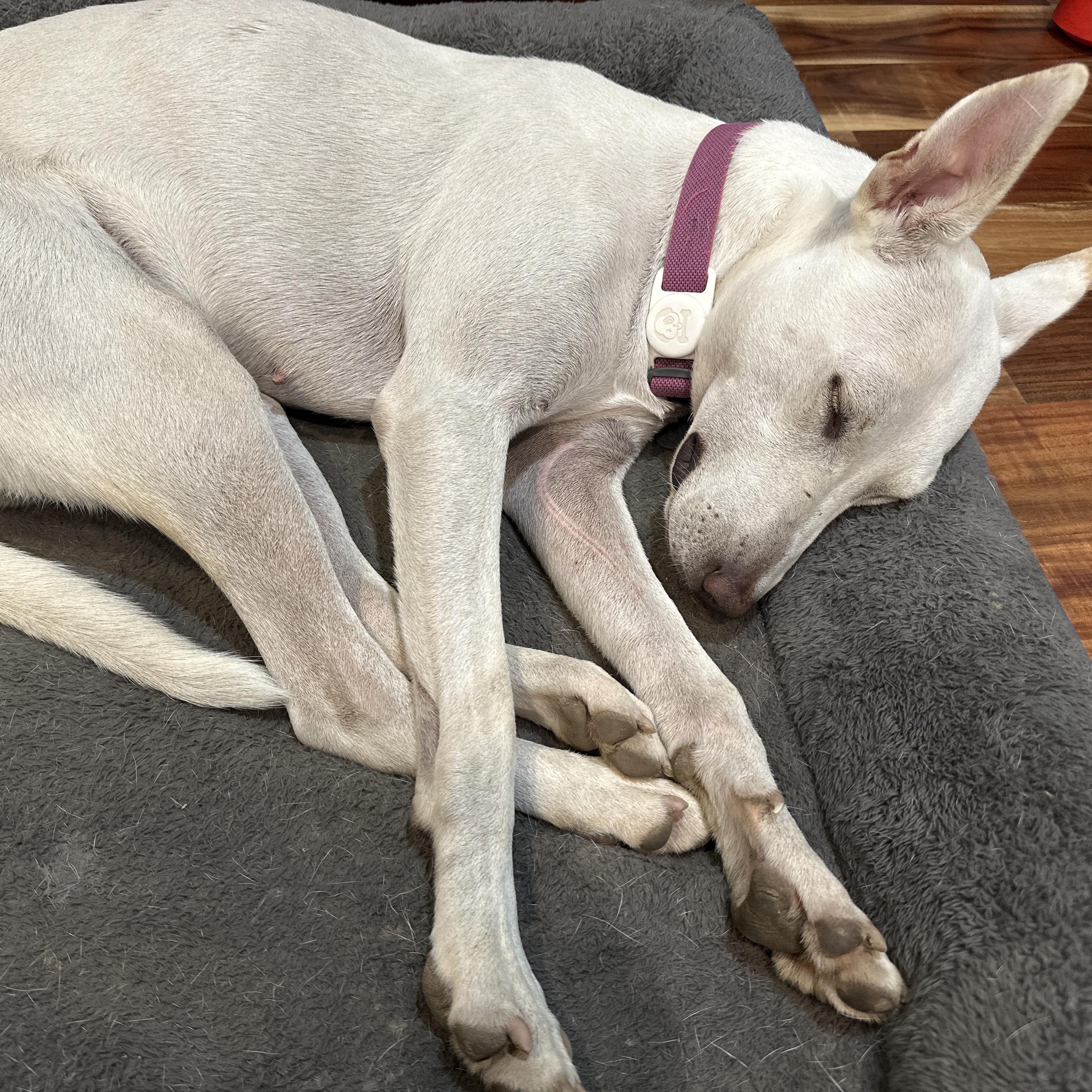 Rudy, a Adoptable mixed breed in San Jose, CA image 3/3